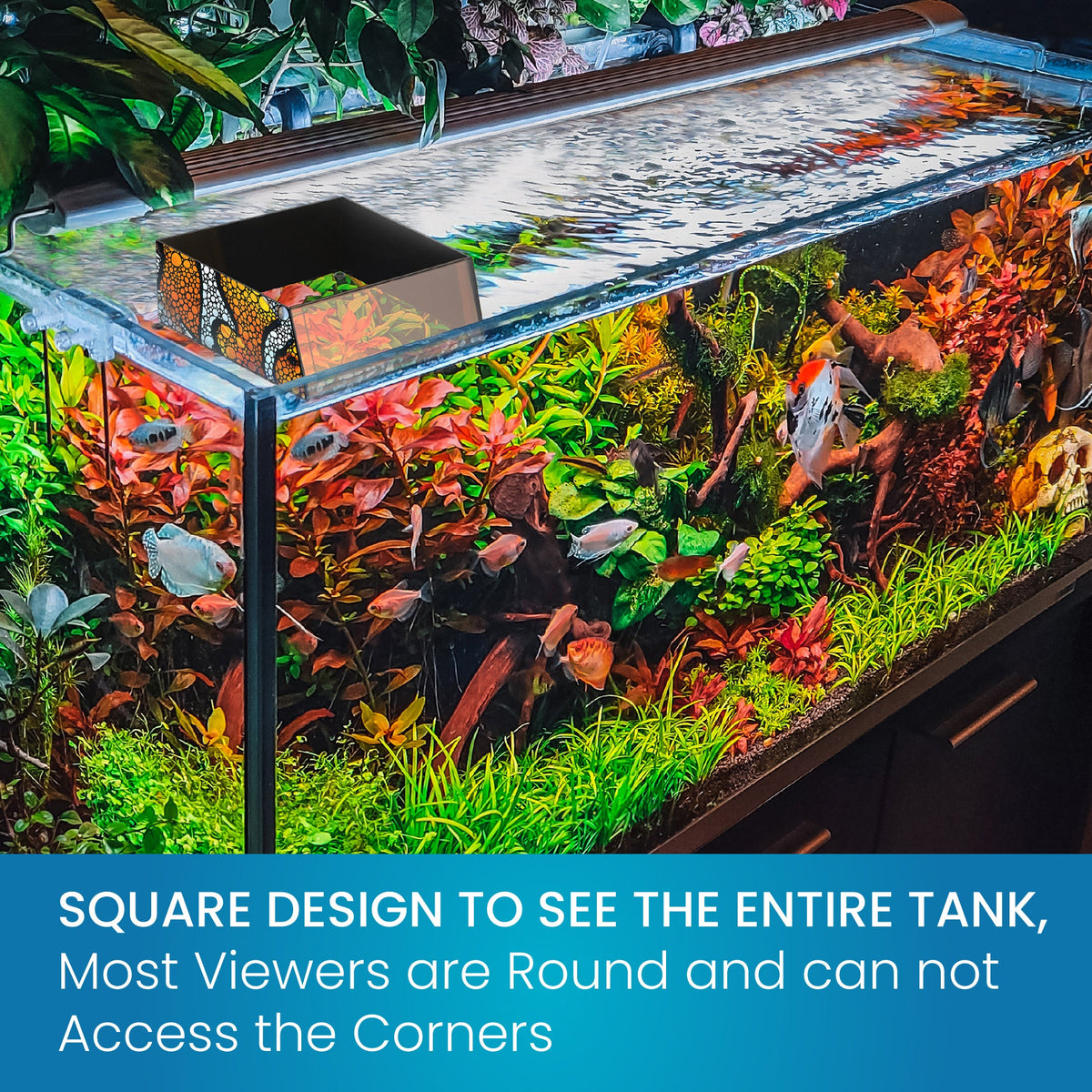 Top Down Viewer Clownfish - 8" panel
