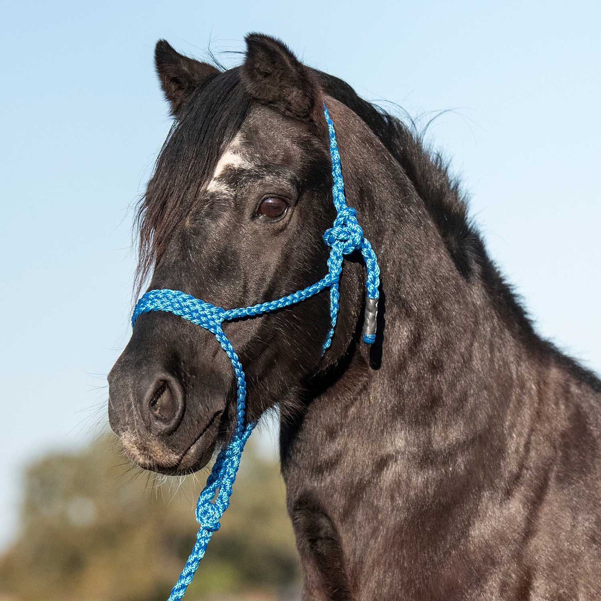 Cashel Flat Braid Pony Halter